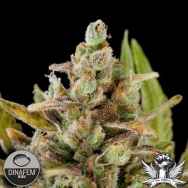 Dinafem Seeds Critical Kush